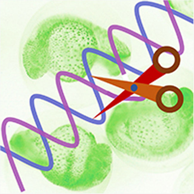 分子発生制御学研究室